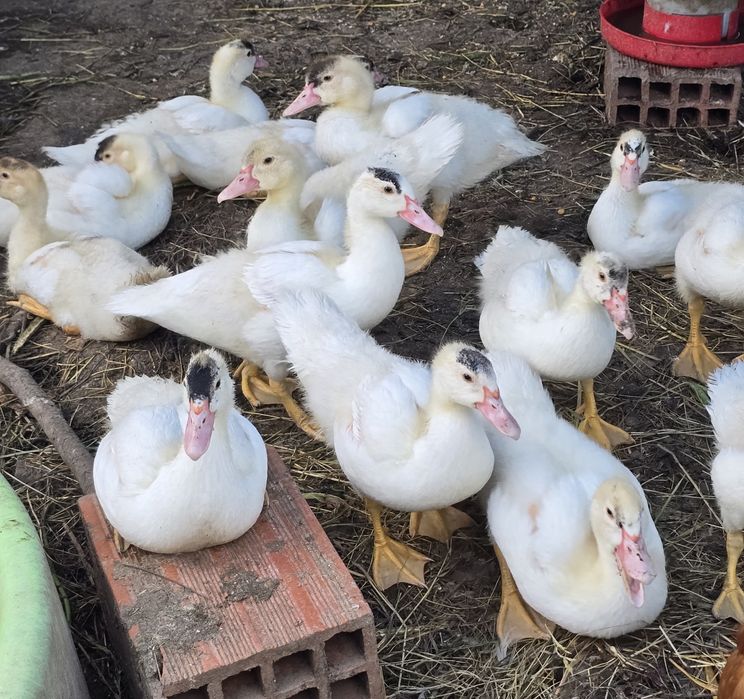 Patos mudos de 2026