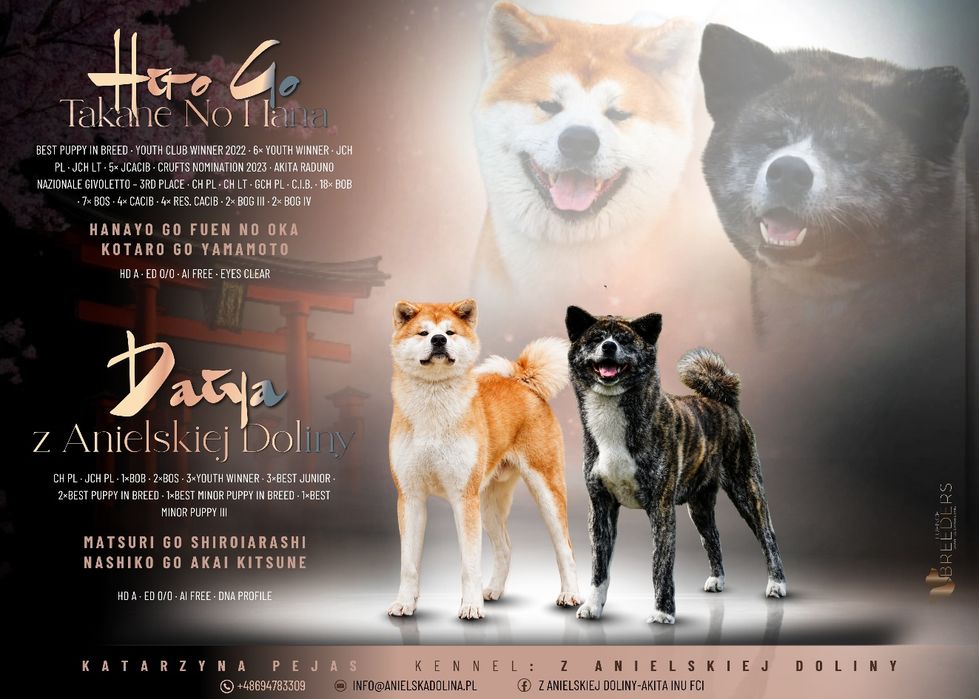 Akita suczka FCI
