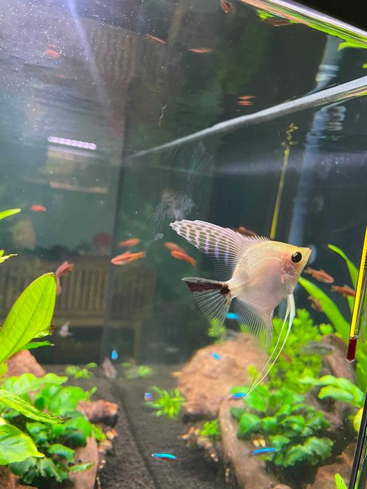Escalar Branco/Preto – Pterophyllum scalare