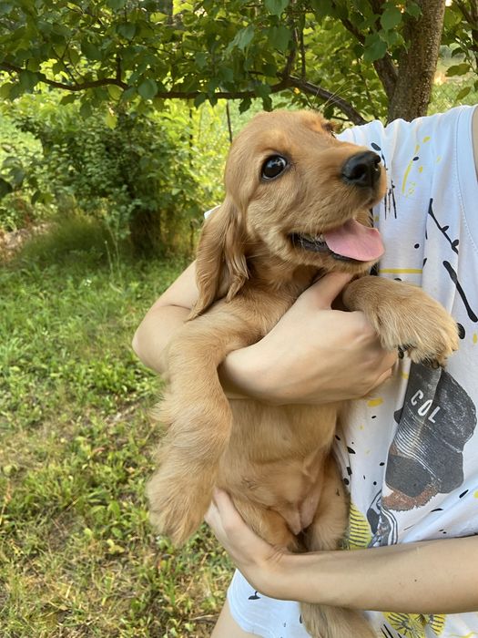 Чистокровні цуценята англійського кокер-спанієля шукають люблячу родину!