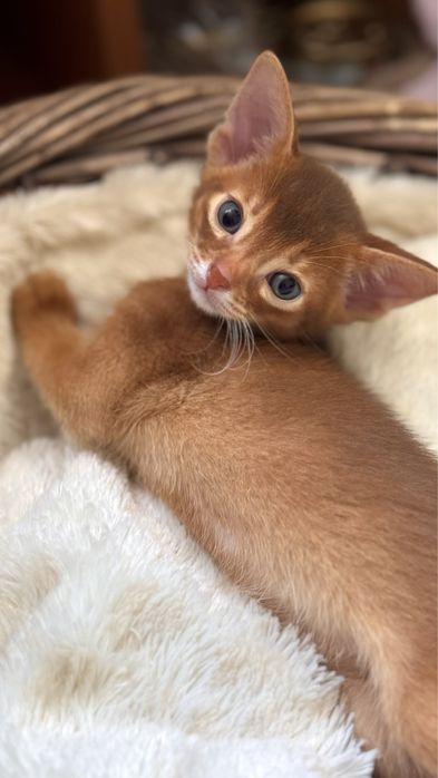 Кошенята шоу класу