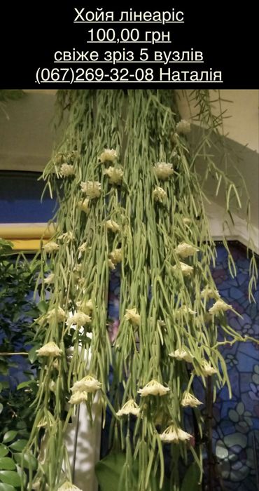 Хойя види. Хойя. Хойя