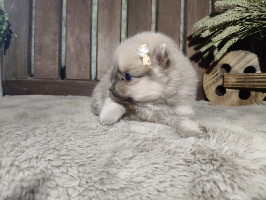 Spitz alemão anão menina