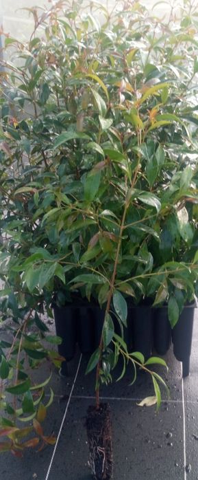 Plantas para sebes e outras