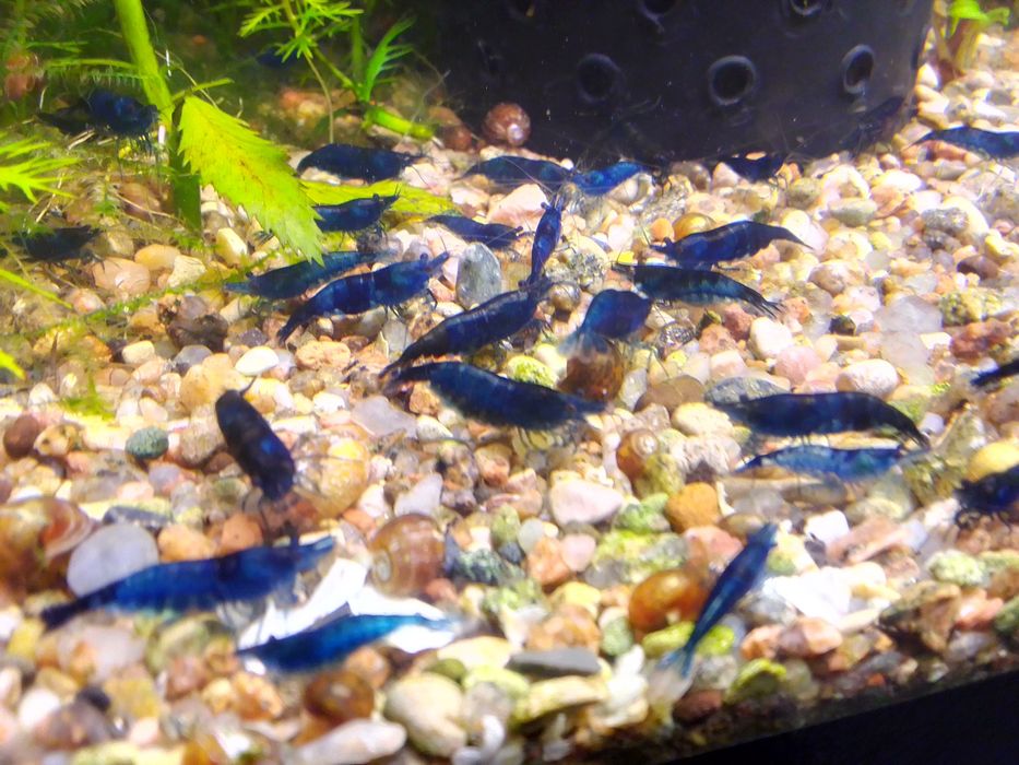 Креветка неокардина "Жовтий неон" та синя.