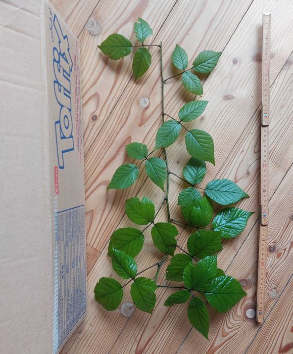 dla p.Tomasza pakiet pędów jeżyn leśnych dla straszyków