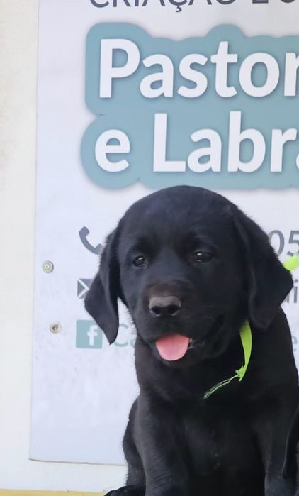 Labrador retriever Cachorro com pedigre