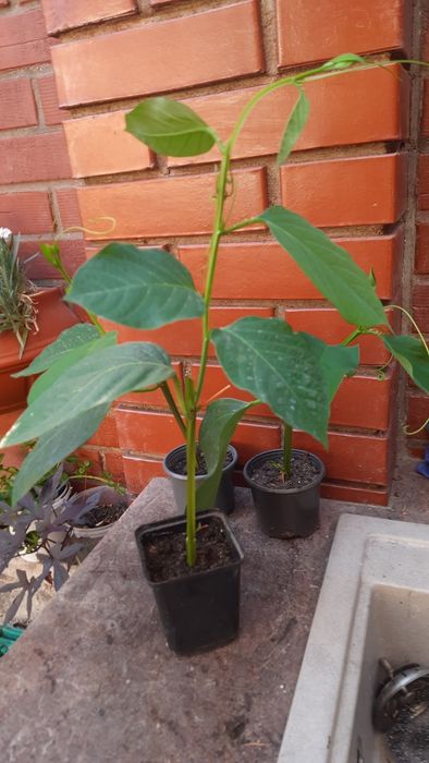 Passiflora Quadrangularis пассифлора квадрангуларис

Сорт предположите