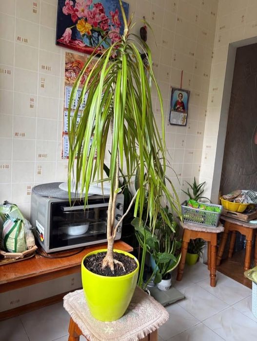 Стреліція двох видів, Драцена