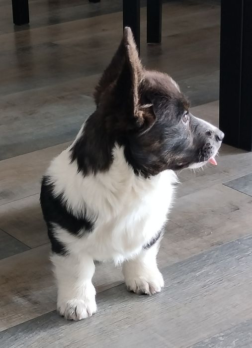 Welsh Corgi Cardigan FCI