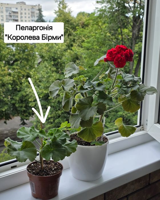 Пеларгонія 'Королева Бірми'