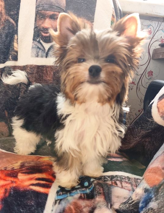 Хлопчик Бівер Йорк гарнесенький.