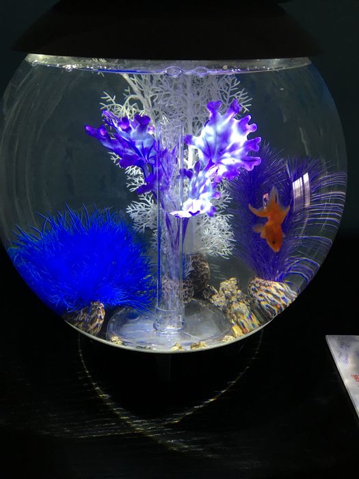 Aquario Biorb Halo 30