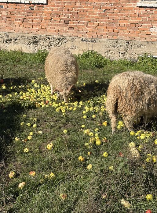 Продам барани, лютневі