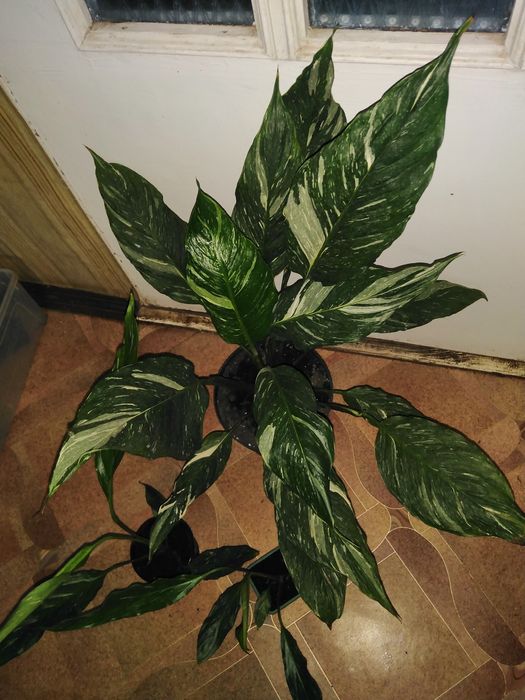 Мімоза, Спатіфілум варієгатнй, азалія і інші.