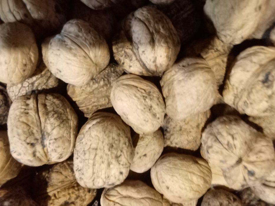 Sprzedam - Orzechy Włoskie.