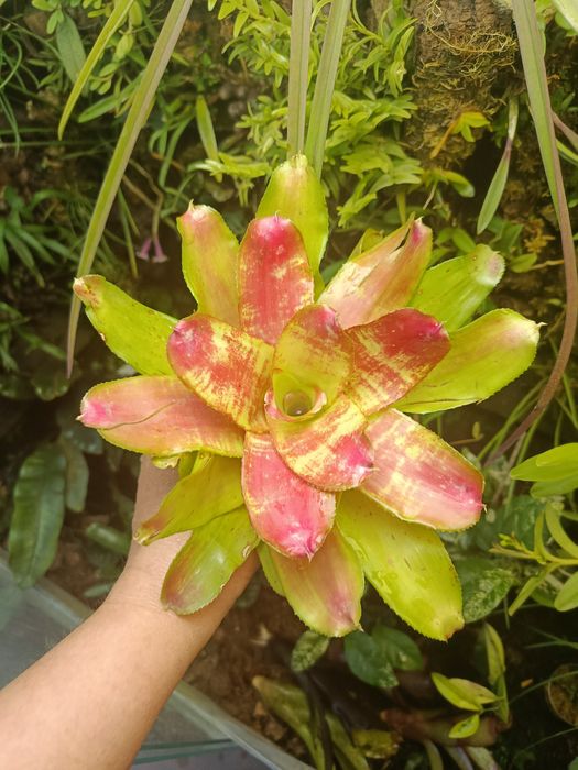 Неорегелія Neoregelia sp mini