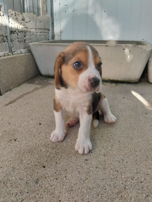 Beagle disponível