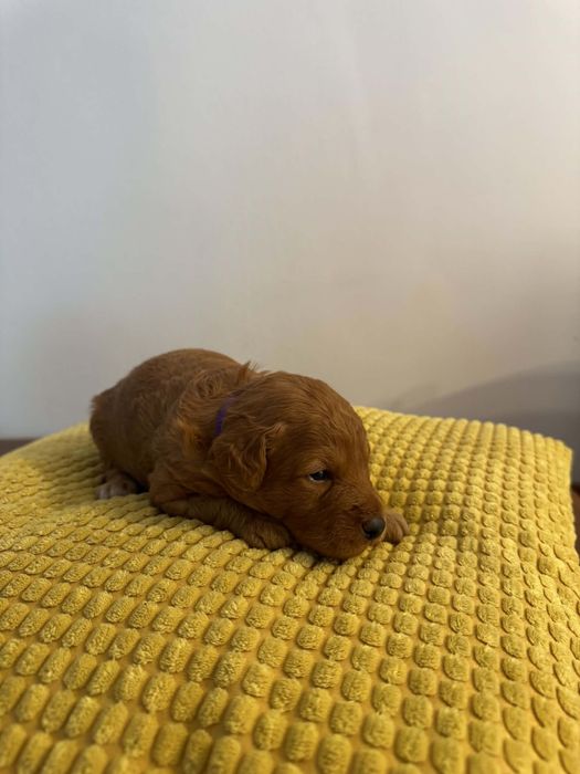 Szczeniak Maltipoo