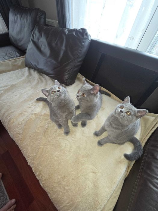 Kotki kocurki Brytujskie z  rodowodem