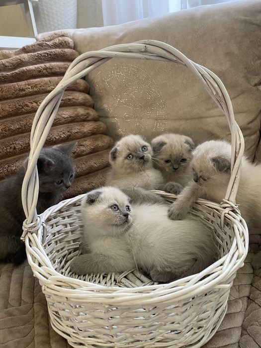 Шотландські кошенята