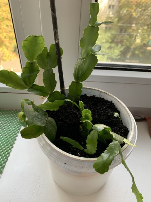 Цветок рождественник шлюмбергер