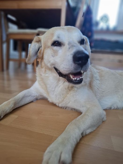 Imbir, pies w typie labradora szuka domu!