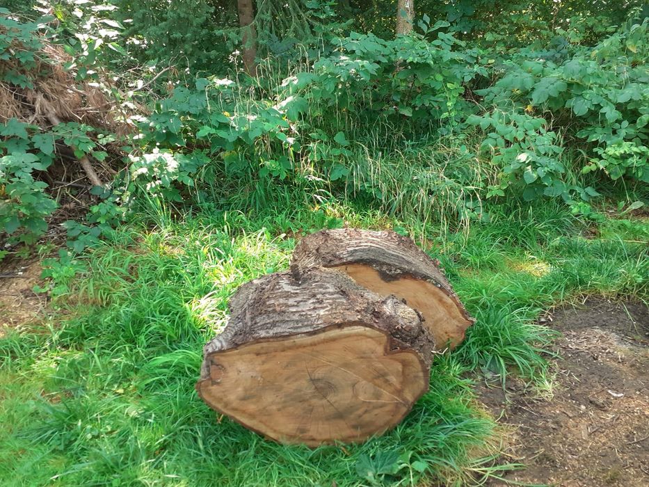 Drewno Czereśnia do wędzenia