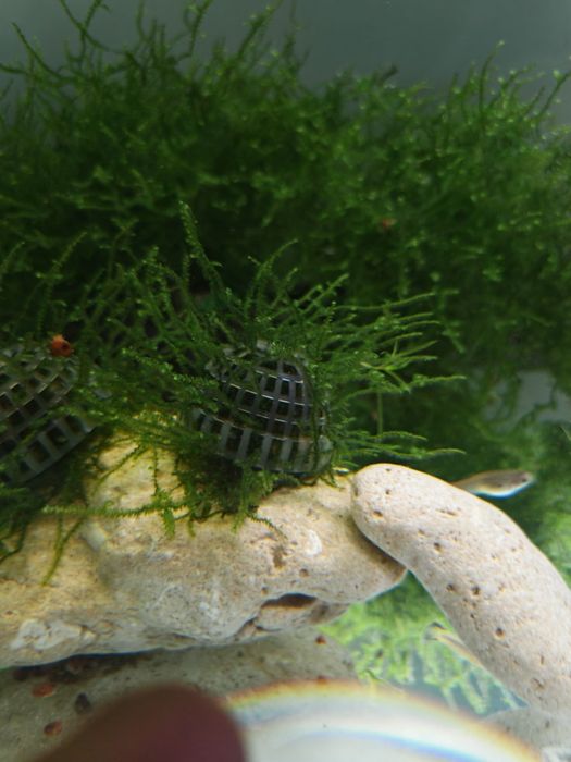 Musgo de Aquário (Java Moss / Musgo de Java) – Perfeito para Camarões e Alevins!