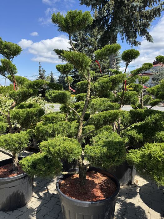 Bonsai , jałowiec mint julep, sosna, krzewy ozdobne