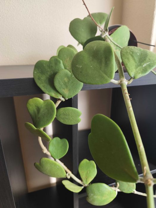 Trepadeira Hoya Kerrii