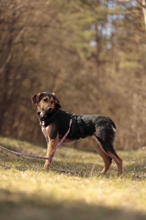 Orz – 15 kg, młody, wrażliwy, robi ogromne postępy, do adopcji