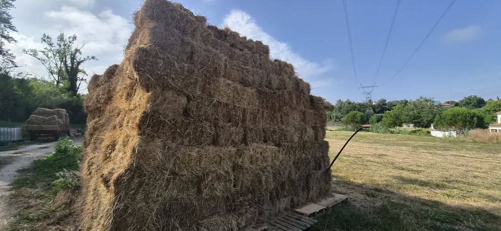 Fardos de feno boa qualidade