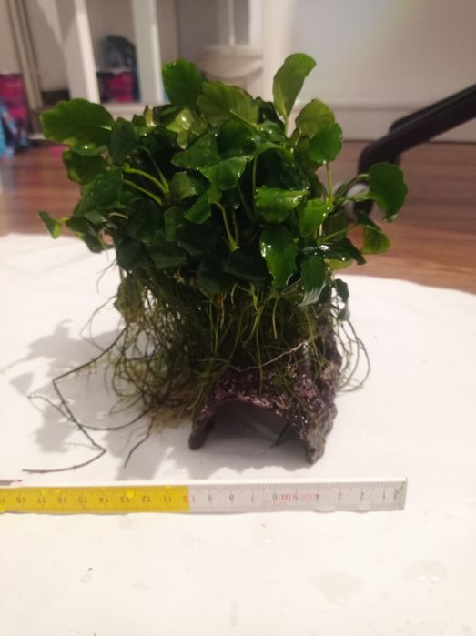 Anubias grota do akwarium