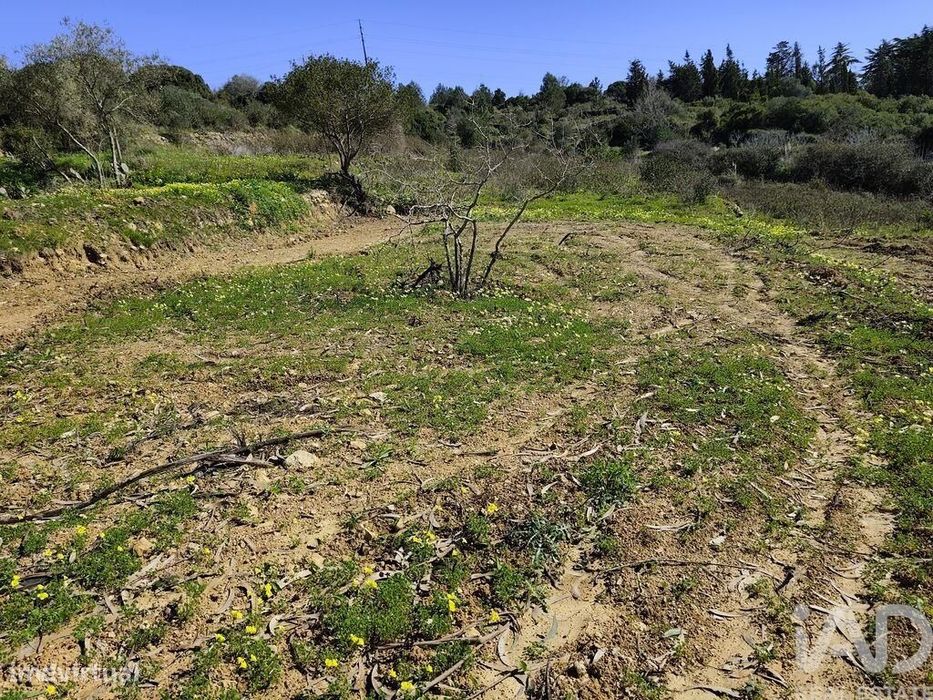Terreno Agrícola em Mafra