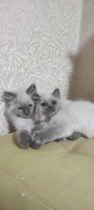 Кошенята Невські Маскарадні