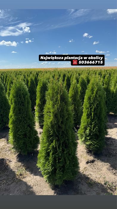 Gęsta Tuja Szmaragd 160-170cm Producent Dostawa Sadzenie