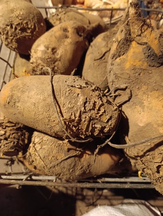 Burak pastewny bez oprysków