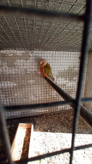 Vendo Caturras Amarelas/ Pyrrura macho