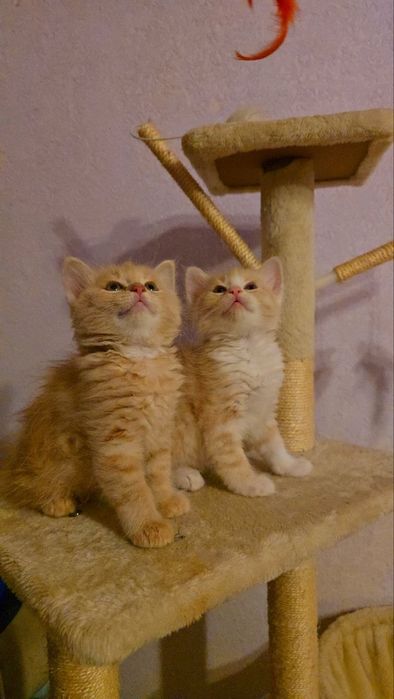 Котята шотландские