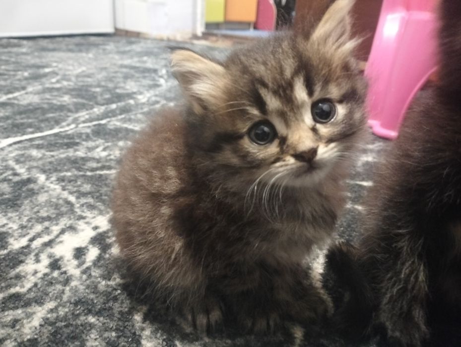 віддам кошенят в добрі руки