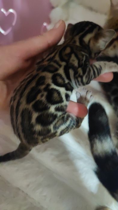 Бенгальськие котята бенгал