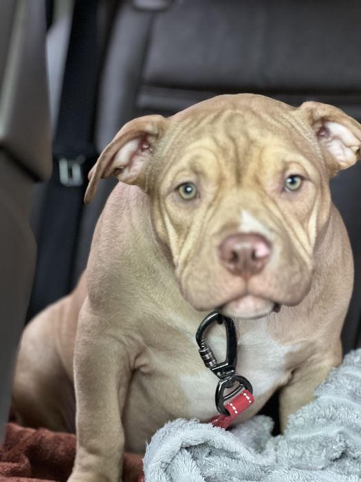 American bully pocet