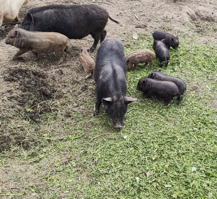 Свині Поросята В'єтнамські Кармали