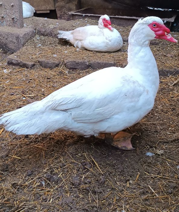 Інкубаційні яйця мускусних качок німецька лінія