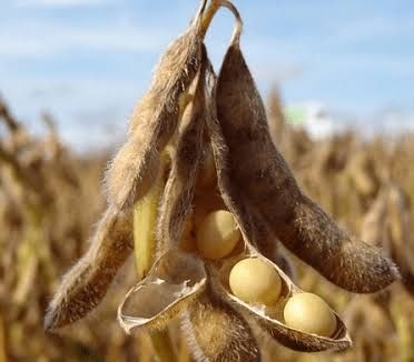 Соя, врожай 2025