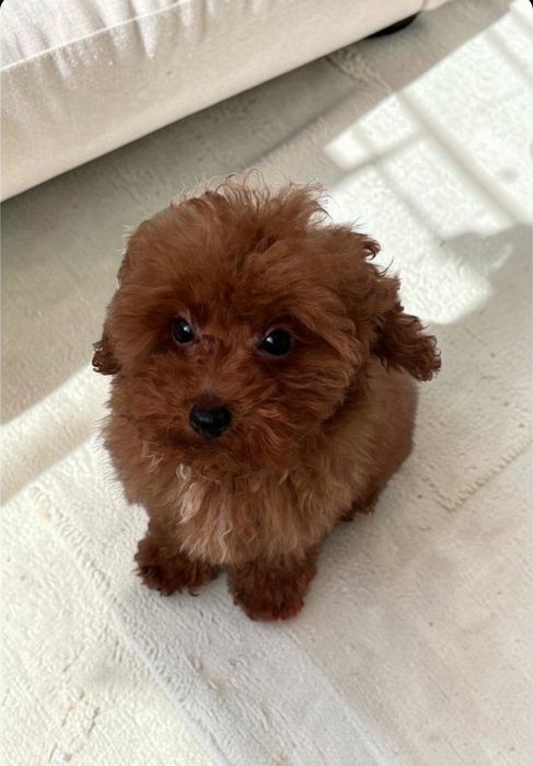 Той пудель – маленький джентльмен