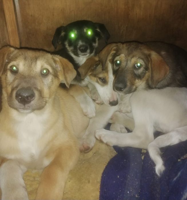 Отдам даром в добрые руки щенков
