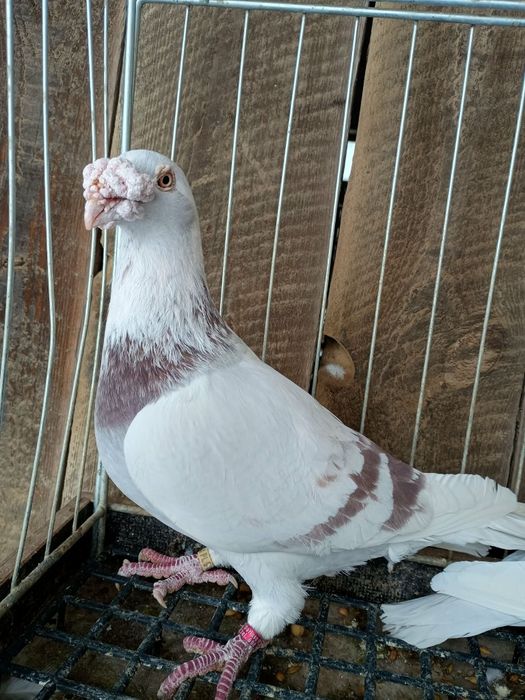 gołębie staropolskie para