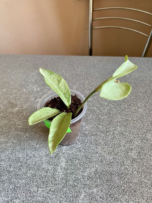 Хойя Ротундіфлора/Макрофілла/Сигилатіс